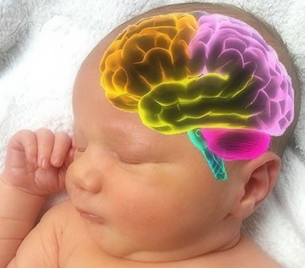 baby brain development